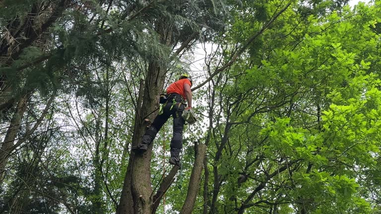 Reliable Lakewood, WA Tree Care  Solutions